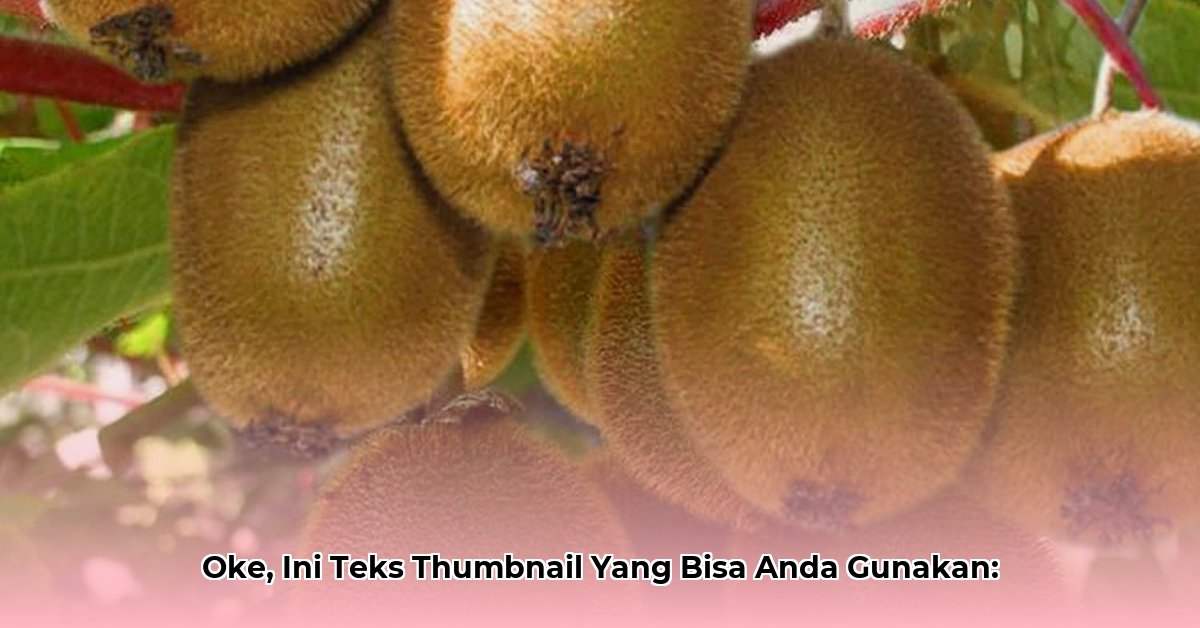 kiwi-camara-net-worth